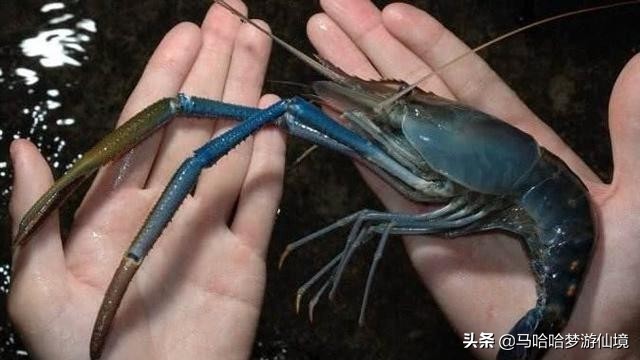 继小龙虾后,又一个“淡水虾王”溜进中国,小龙虾总算有接班人了