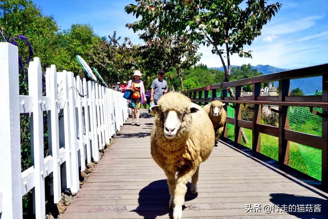 台湾清境农场照片,清境农场青青草原