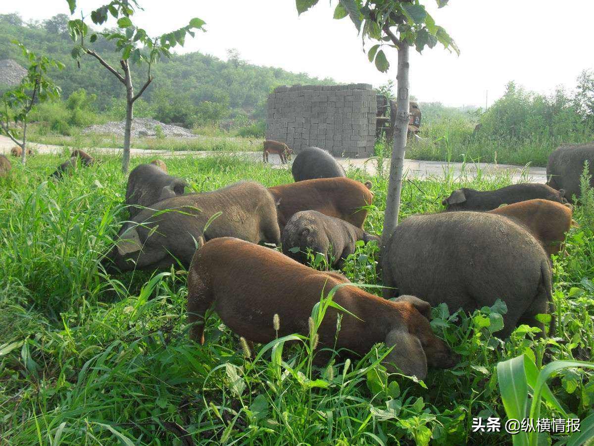 吃不胖的飞天猪,美国吃不起猪肉的人