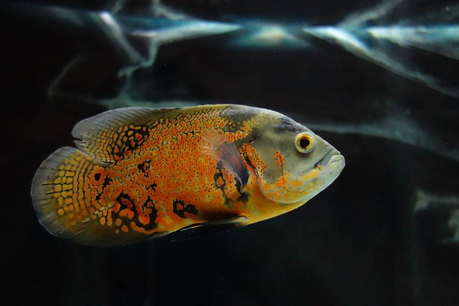 各个地图珍稀鱼,鱼百科大全图片