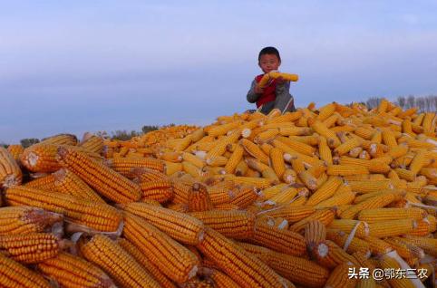 回村包100亩地种粮食到底挣多少钱,包50亩地种麦子玉米能挣多少钱