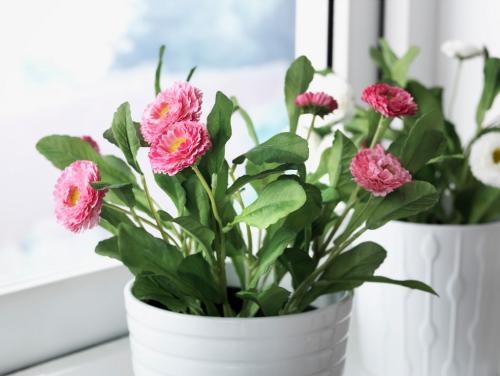 养花的磷钾肥料是什么肥料,养花通用肥料是什么肥料