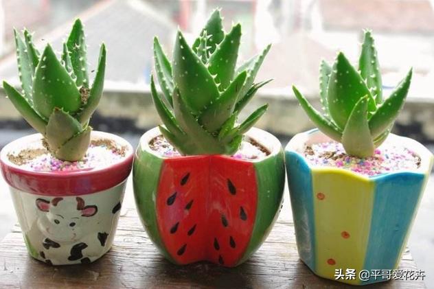 芦荟施肥过多叶子变黄怎么办,芦荟叶片可以用氮肥水喷吗