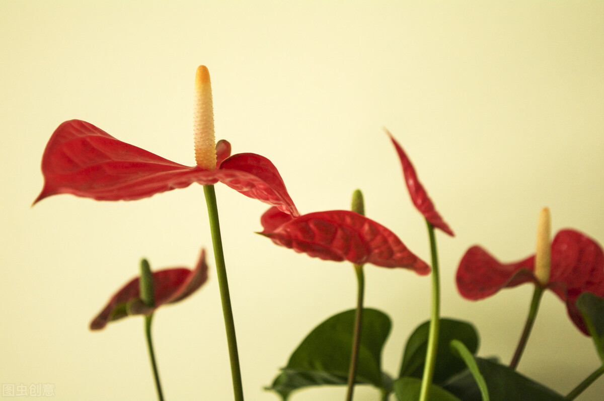 养什么植物晒不死又不怕冻,北方冬天适合养的花草耐寒耐冻