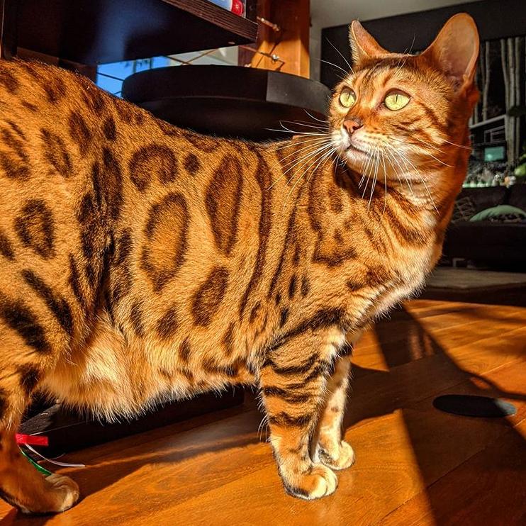 猫咪胀气和猫传腹有什么区别,猫咪肥胖还会有原始袋么