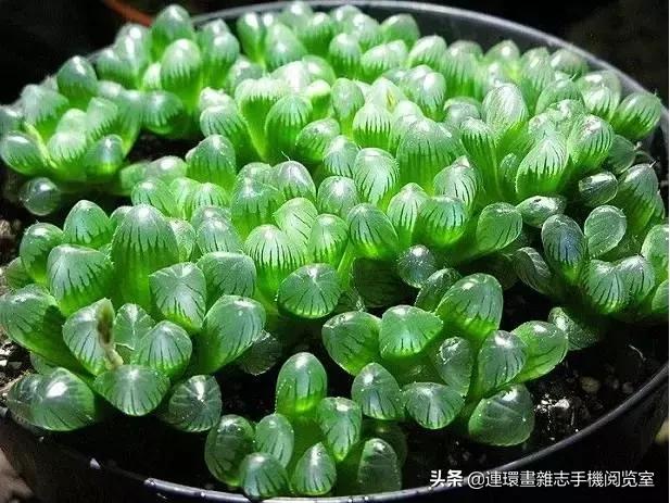 365种多肉图谱大全,365种鲜花图册大全