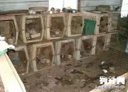 茶杯犬可不可爱会不会咬人,养茶杯犬的好处