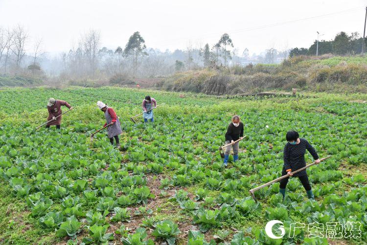 疫情防控不松懈春耕生产不松劲,疫情防控不松劲质量意识不松懈