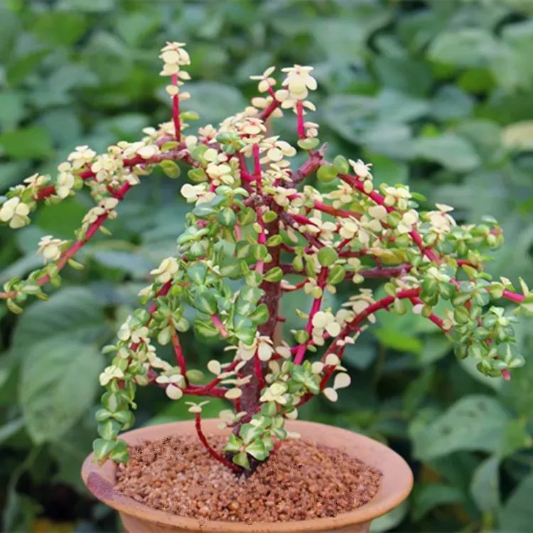 家里一定要养一盆金枝玉叶,大盆养金枝玉叶