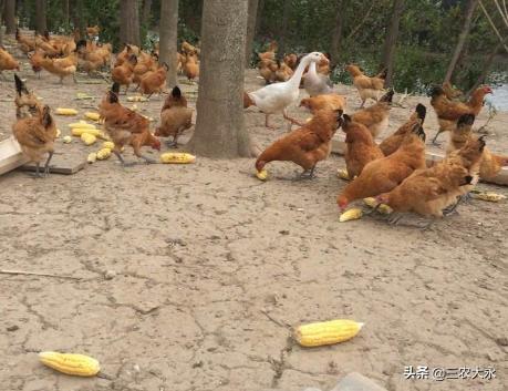 小鸡养几天就不精神,小鸡养着养着就瘸了