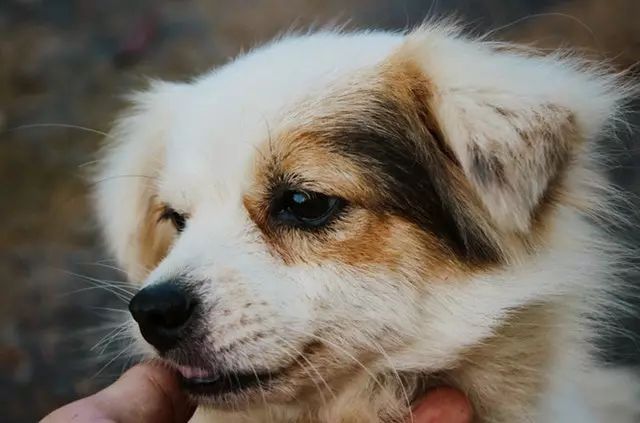 狗狗身上有软瘤子,狗狗的瘤会越来越大吗