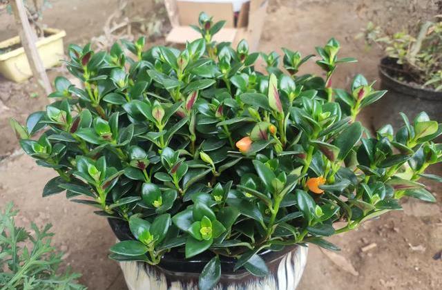 新手养金鱼吊兰的注意事项及禁忌,金鱼吊兰爆盆后怎么养护