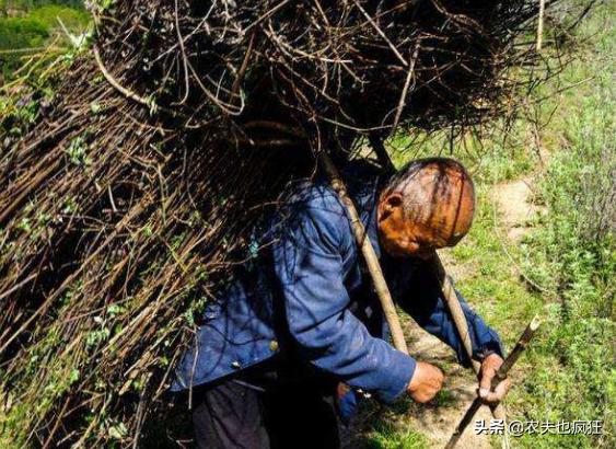 借米不借柴借衣不借鞋真现实,借米不借柴说法