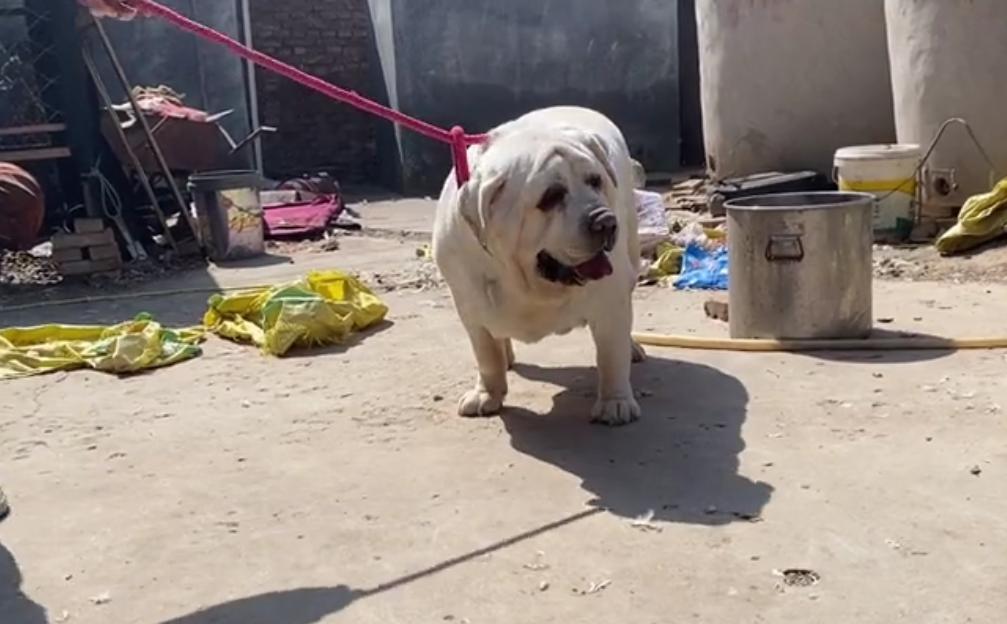 拉布拉多重120斤酷似小猪,拉布拉多82斤多少钱