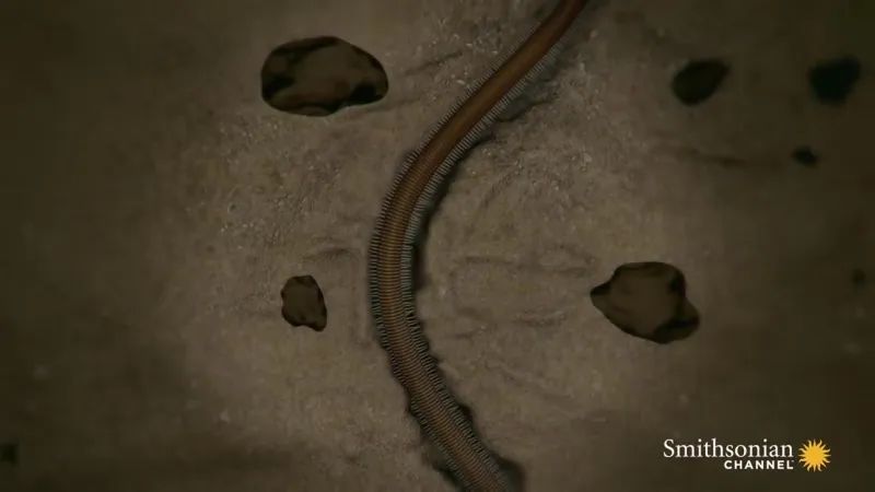 博比特虫可以吃掉一只鲨鱼吗,博比特虫捕食巨型鱼