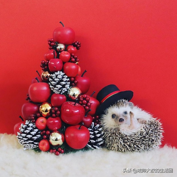 小刺猬到底有多可爱,很可爱的小刺猬有哪些