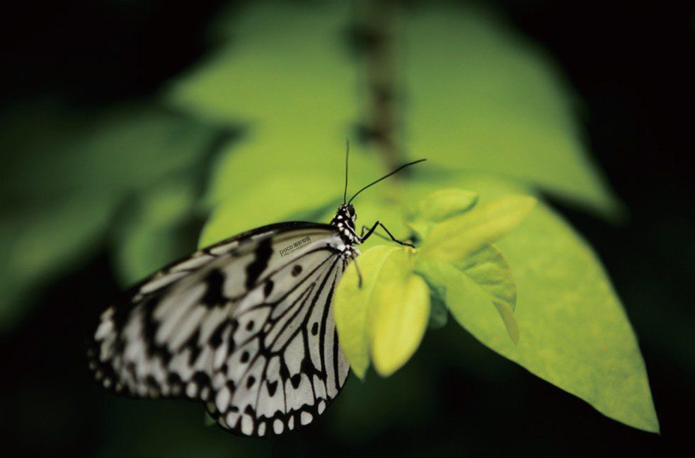 结合摄影知识谈如何拍好一张照片,如何拍出一张优美的照片摄影思路
