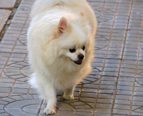 博美在换毛时该如何护理？「科瑞卡科普」