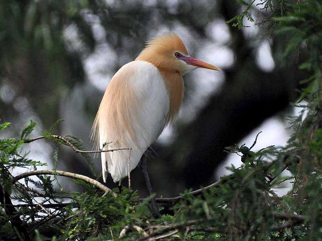浣犵湡鐨勮璇嗘捣楦ュ悧,浣犵湡鐨勮璇嗚崰鑿滃悧