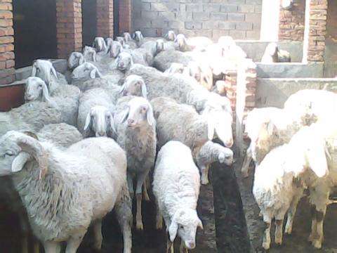 冬季羊感冒咳嗽怎样治疗,羊感冒咳嗽用什么药为最好