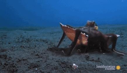 为什么把章鱼称作外星生物,章鱼是寒武纪生物吗