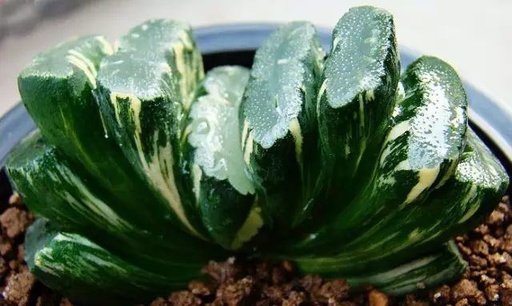 世界十大花卉排行榜名单,世界十大名贵花草