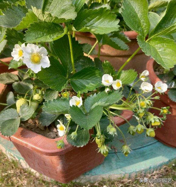 草莓还可以这么吃又学会了一招,草莓自己在家怎么种植