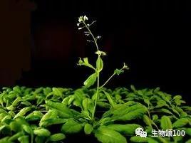 学科教学生物真题,生物教学中各种模型