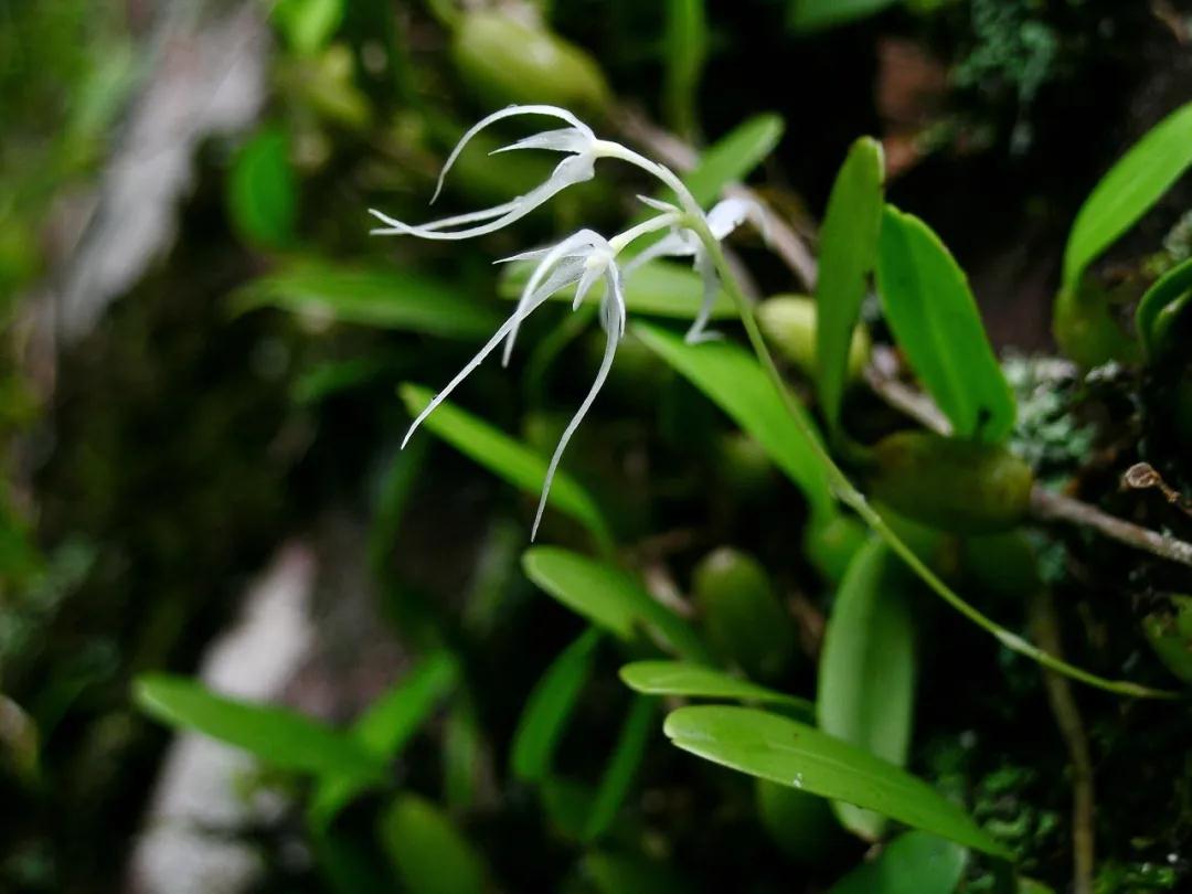 林草科普图片,林草科普