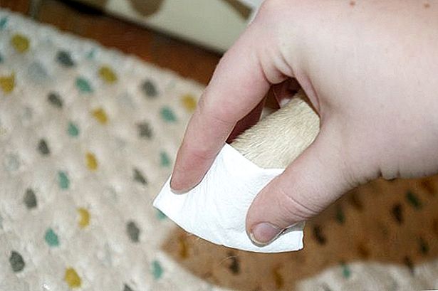 给狗狗鼻子止血的最好方法,狗狗指甲止血最快的方法