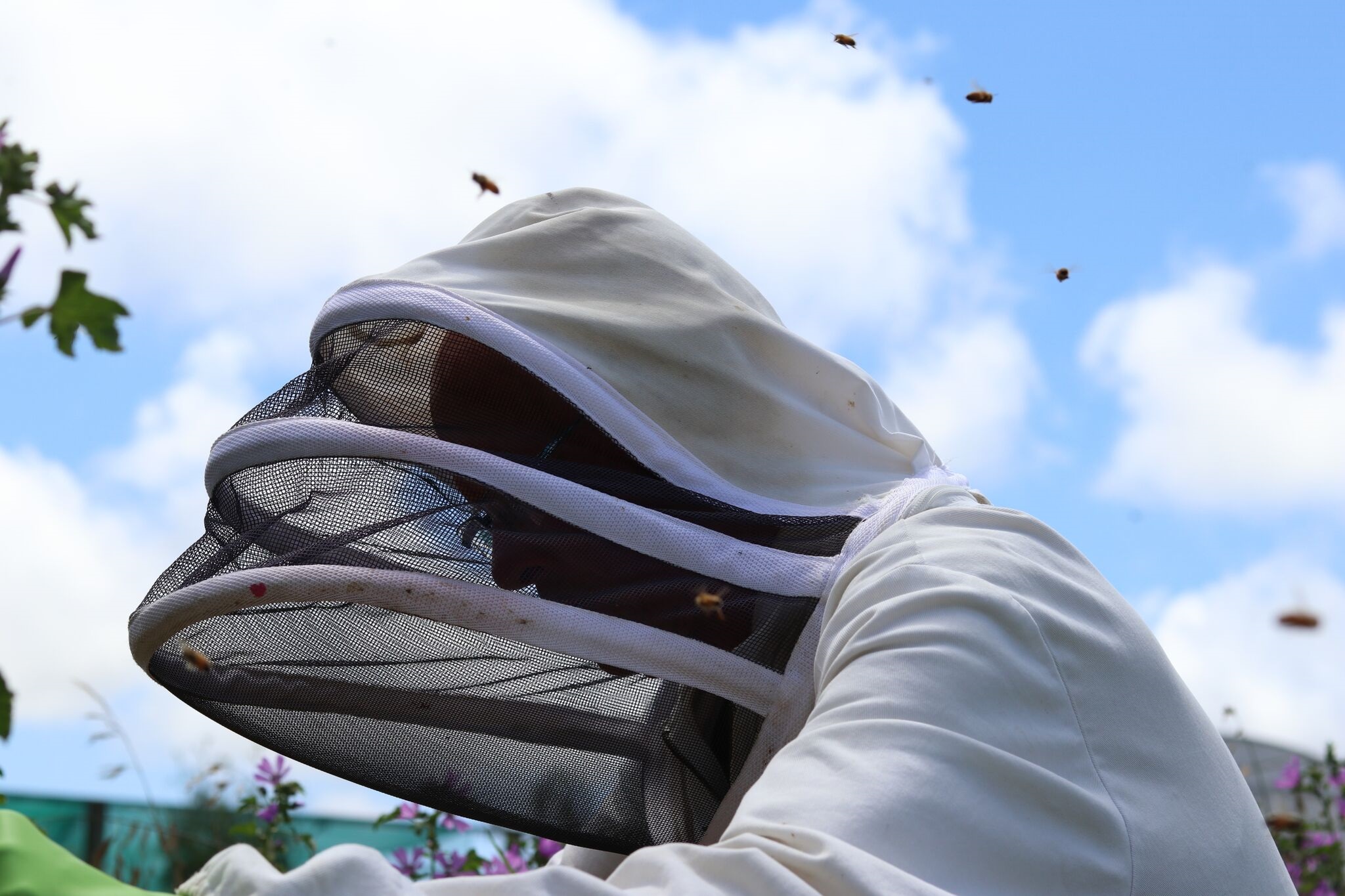 麦卢卡蜂蜜收到了吗,如何验证麦卢卡蜂蜜真伪