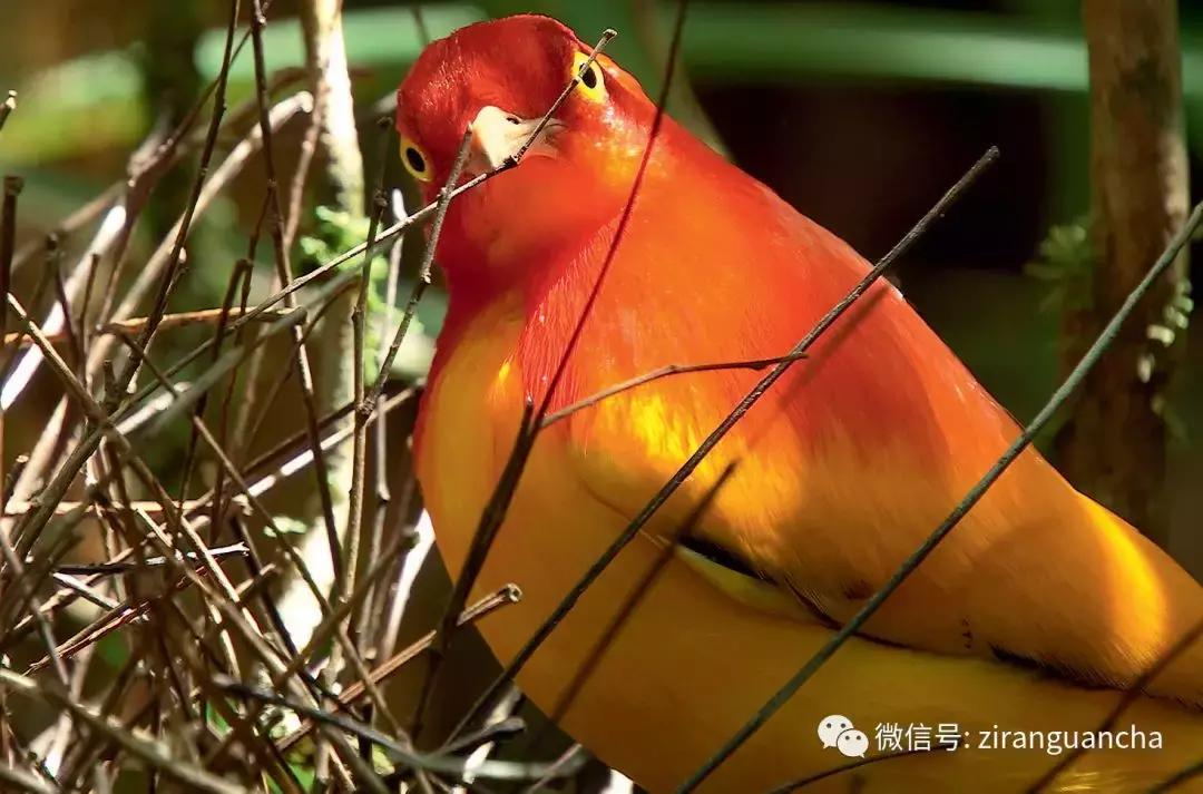 神秘的火焰舞者—火焰辉亭鸟