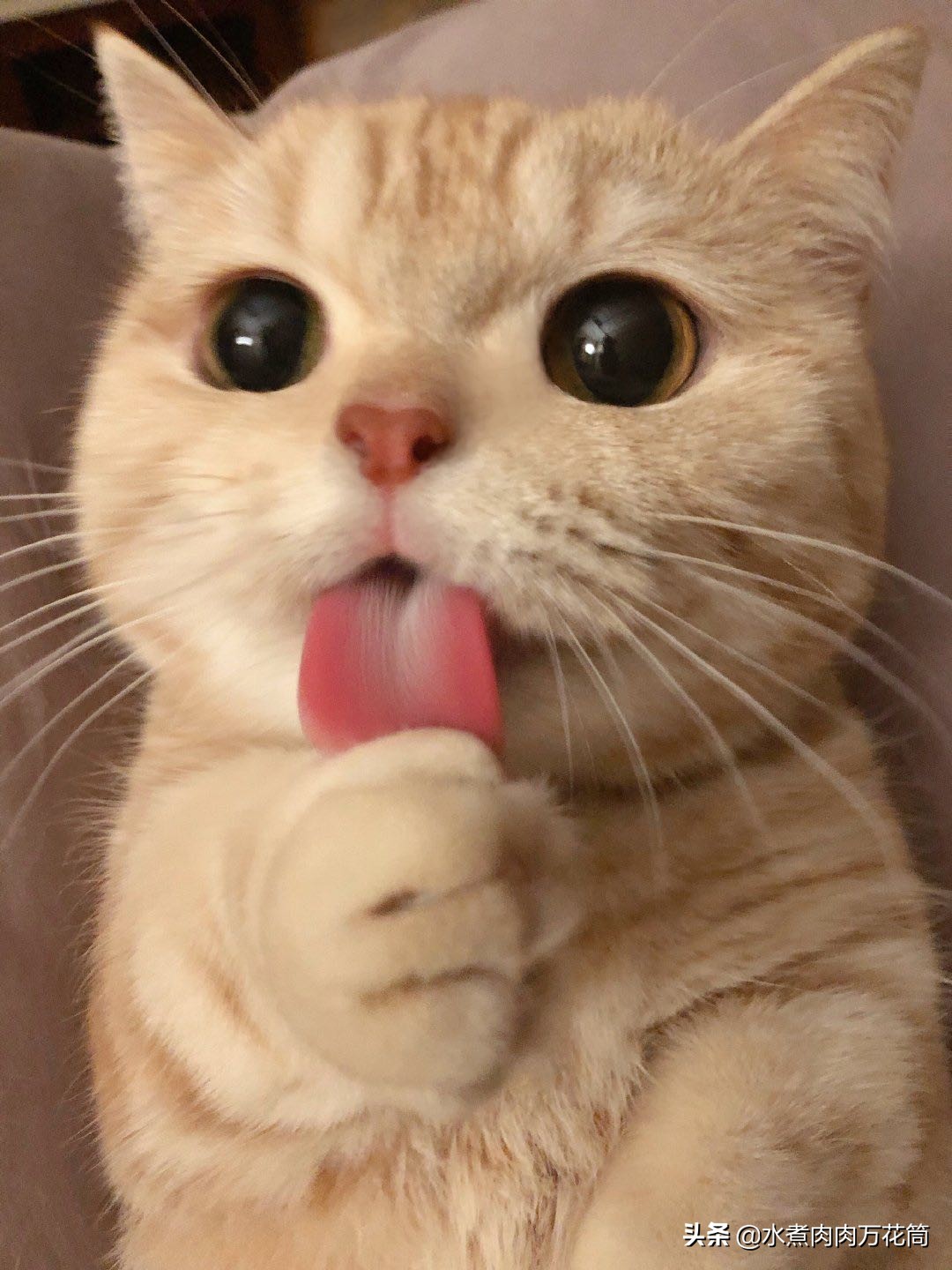 新型骗局养猫被骗,新型骗局网上养猫是真的吗