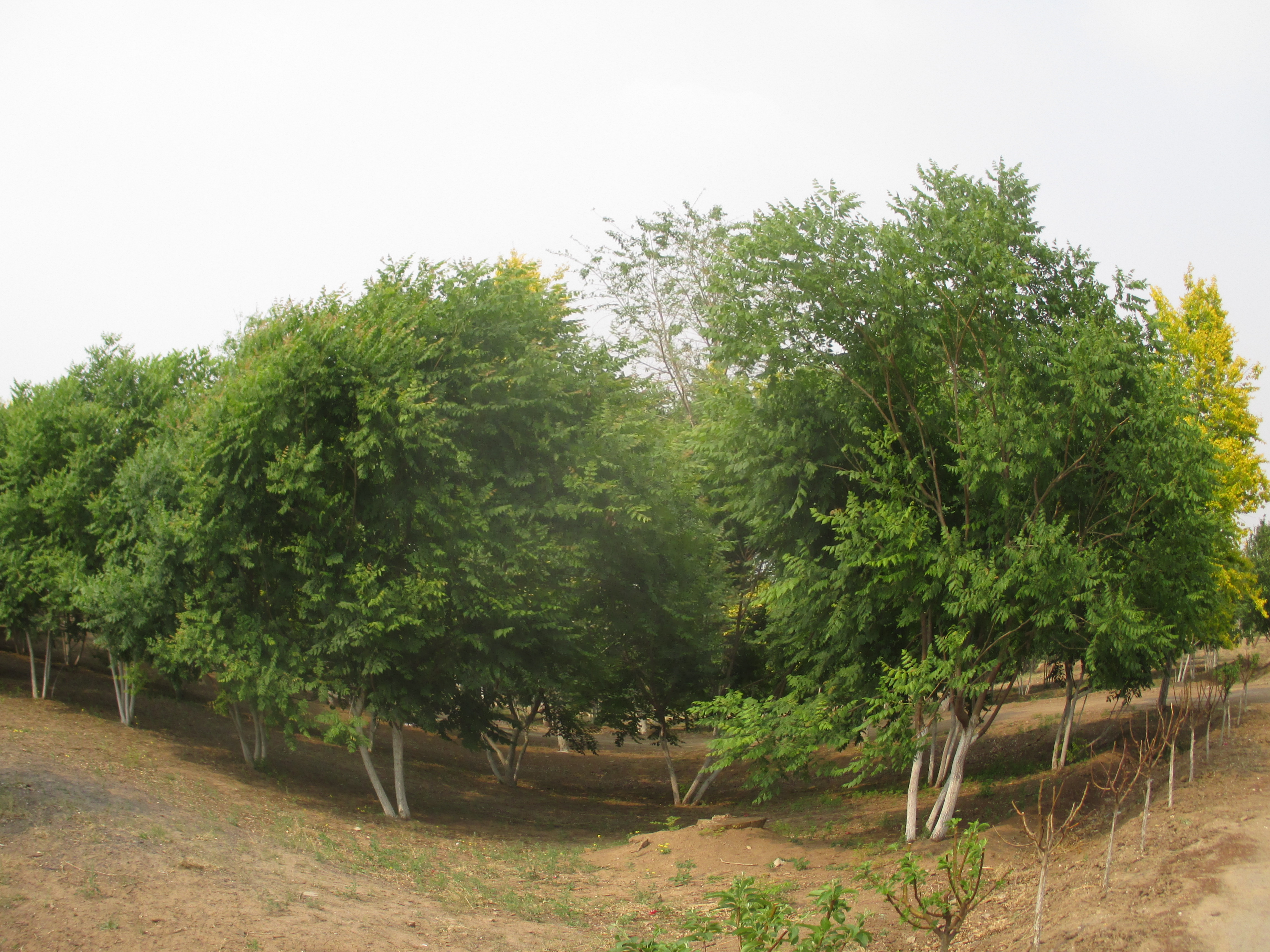 栾树也是有“兄弟”的啊