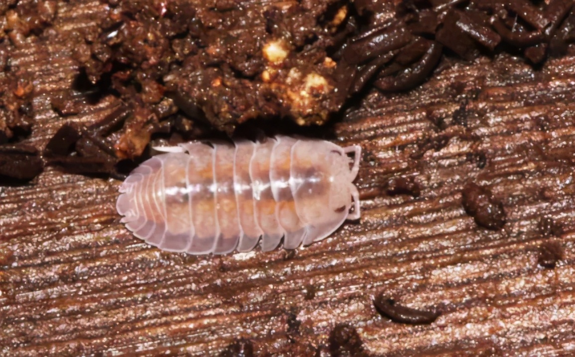 老鼠和他的老婆,猫和老鼠与他们的老婆