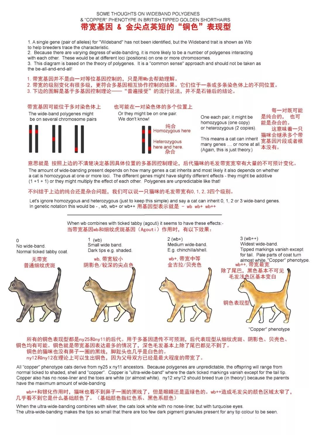 金点和银渐层配出来什么猫,金点渐层猫价格