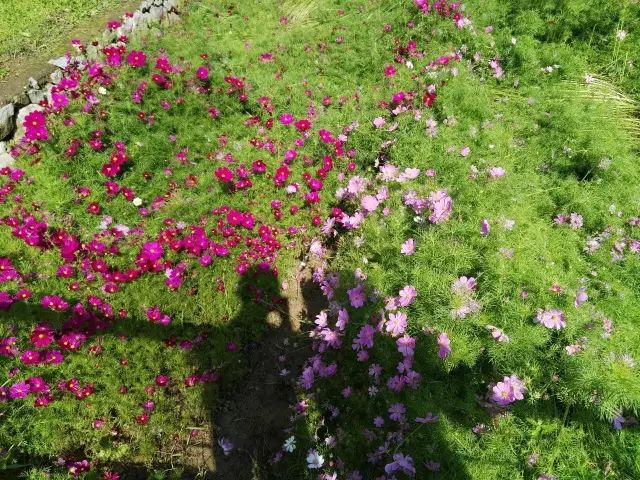 武汉市最热门的春游景点,2022武汉春游好去处