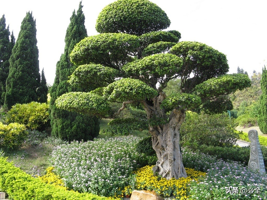 苗木管理十大技巧,哪些苗木适合投资