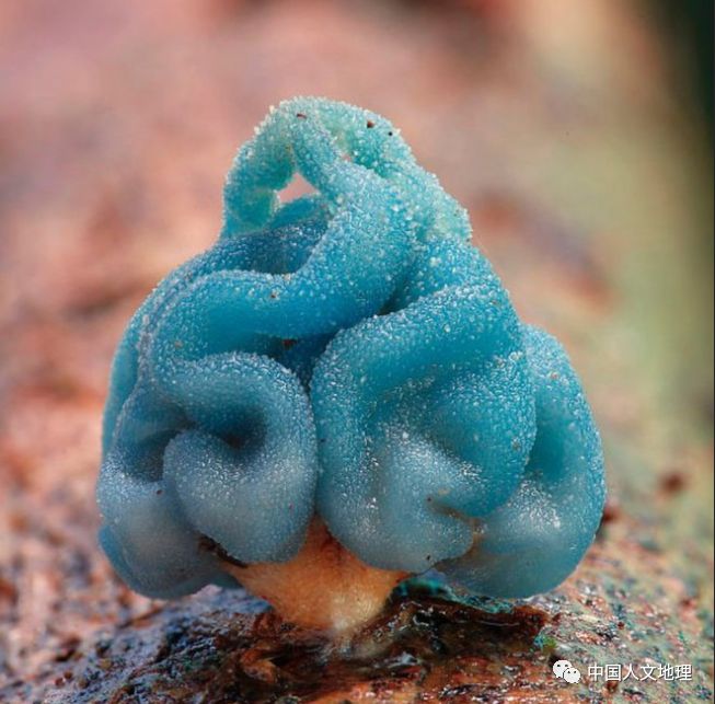 摄影彩色蘑菇,摄影师拍摄迷你蘑菇