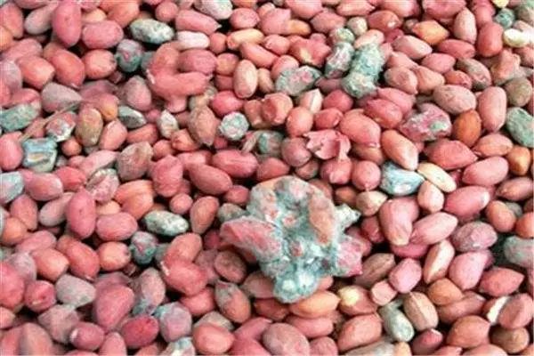 泰迪吃了发霉的狗粮不适怎么办,泰迪吃什么会导致肾衰竭