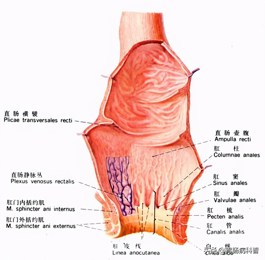 消化系统解剖生理教学,消化系统解剖图谱详解