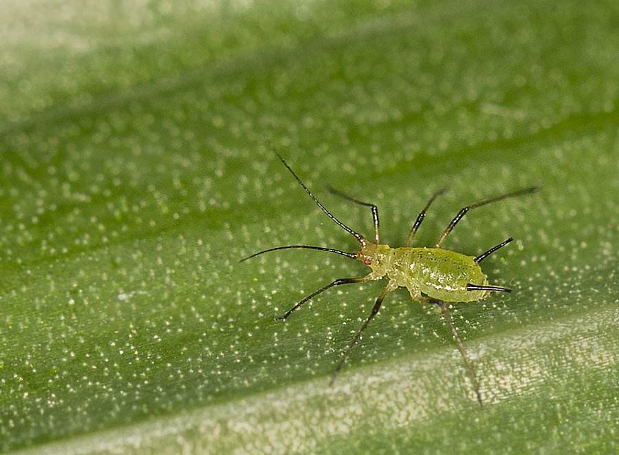 养花如何防止黄叶烂根,养花黄叶的解决方法