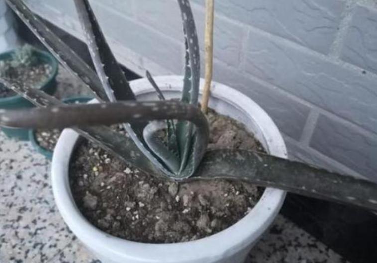 花草突然萎蔫后如何养护,花草黄叶枯萎怎么办