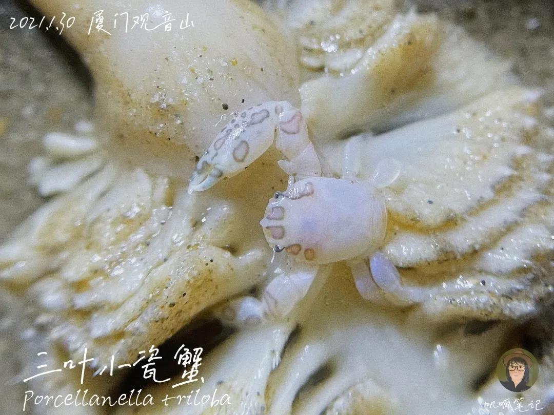 鼓浪屿赶海抓虫,鼓浪屿赶海佛手螺