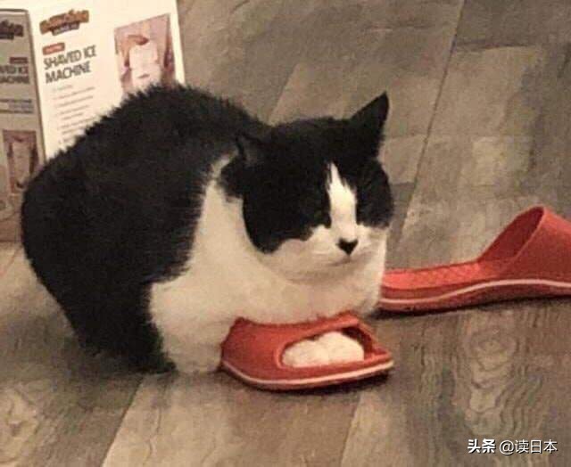 沙雕手办日本小哥,日本沙雕手办小哥哥