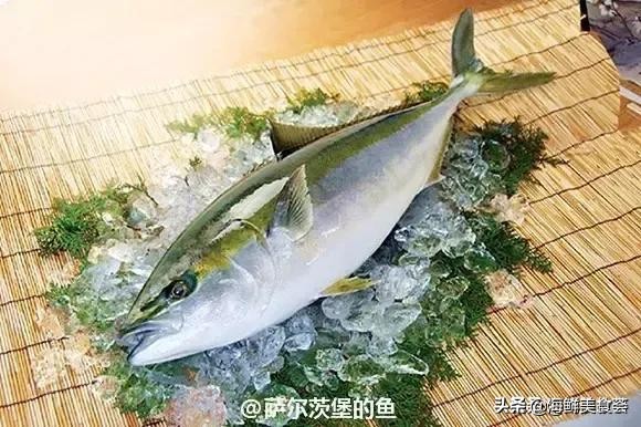 各种寿司纯鲜三文鱼刺身,日本传统寿司都用什么鱼
