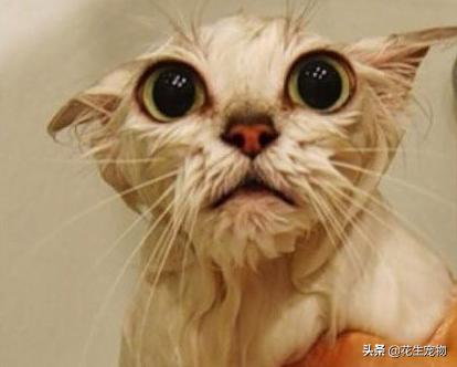 新手铲屎官怎么给猫咪药浴,铲屎官们怎么给猫狗洗澡