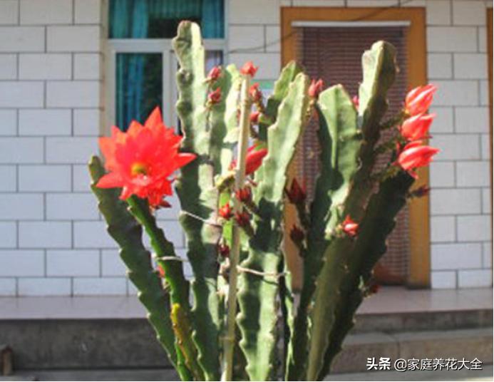 嫁接花卉的方法与技巧,成活率最高的花卉嫁接方法