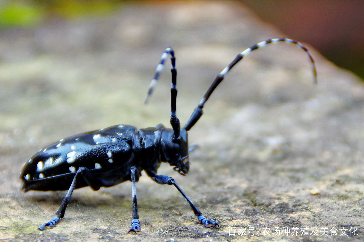天牛危害症状图片,桉树天牛危害图片