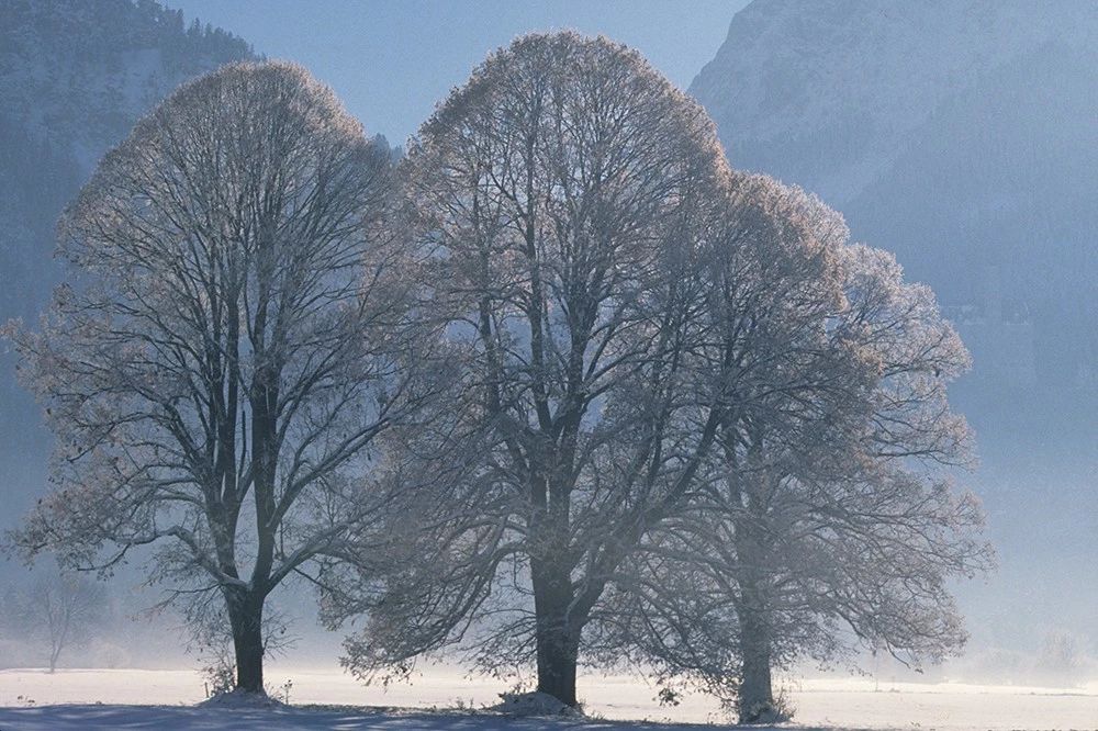 欧洲小叶椴绿塔,欧洲小叶椴树图片